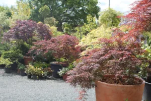 Les Jardins de la Buissonnière – anciennement Le Jardin des Robinières à Saint-Léger-de-Linières