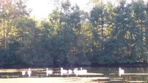 Sci Le Spectre de la Rose à Vougy