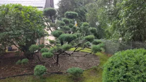 Passion Nature Plus – Entretien & Aménagement paysager – Services de paysagiste à Eschbach-au-Val