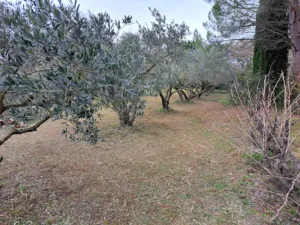 Olive Et Plus à Marguerittes