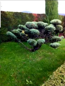 Chabrol Roland / Au Jardin de Bellefontaine à Viviers