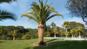 De Diego Jardins et pépinière à Roquebrune-sur-Argens