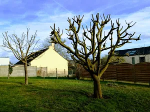 Arbre Royal Elagage 77 à Dampmart