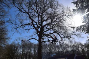 L’Arbre à Soie à Vienne-en-Val