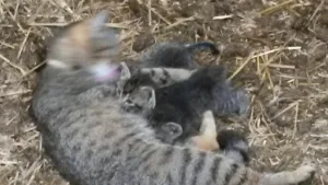 Oudard François à Ratte