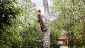 ARGILLOS PAYSAGISTE à Saint-Martial-Viveyrol