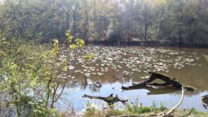 Clouet Paysagiste à La Chapelle-sur-Erdre