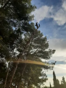 Falzon élagage à Six-Fours-les-Plages