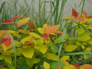 De la Fleur au Jardin à Orgeval