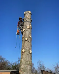 SARL GUERINI Enzo Élagage à Pont-à-Mousson