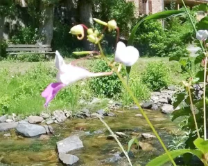 Laurent Viala Paysages Jardin Art et Potager à Castres