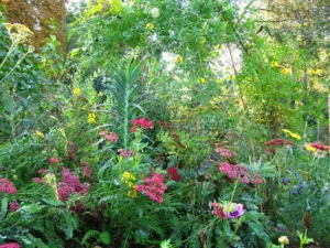 Arnaud Brouté Jardinier-Paysagiste, Pépinières de La Rejonière à Ternand