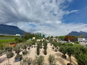 Nature Plants and Harmony … (Garden) à Saint-Martin-le-Vinoux