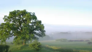 Aupres de Mon Arbre à Siorac-de-Ribérac