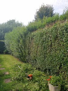 Mon Petit Bouleau à Lairoux