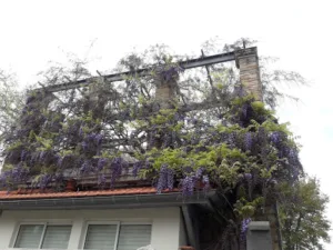 Les Jardins d’Eden à Arcachon