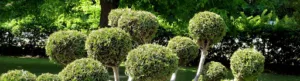 Mes Conseils Jardin – Claude Chevalier à Saint-Martin-du-Fouilloux