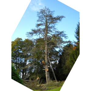 Berrehar François – Paysagiste – Elagage d’arbres à Landévennec