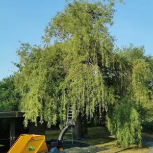 Le Petit Elagueur à Bouin