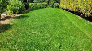 Le Brin d’Herbe à Langres