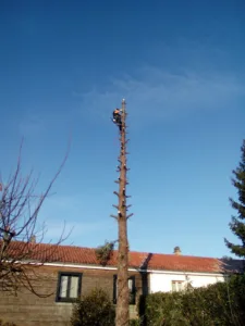 Bouilly Élagage Paysage à Vendrennes