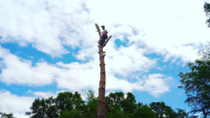 A tout arbre Elagueur à Chandolas