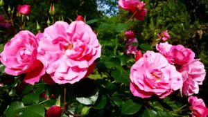 O2 Jardinage – Constantin Jean-Hugues EIRL à Cénac