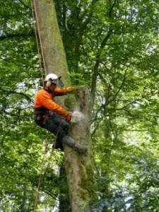 kerne élagage Paul PUECH à Plouhinec