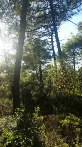 JMIO à Saint-Georges-d'Oléron