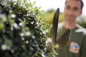 Maison et Services Montlaur | Jardinage, nettoyage de vitres, grand nettoyage à Montlaur