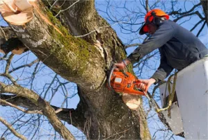 Amenagement Paysager et Elagage à Saumur