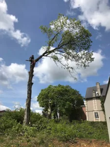 DH ÉLAGAGE – Élagueur grimpeur, taille de haies, abattage d’arbres Lille-Seclin-Roubaix-Armentières-La Bassée et environs à Emmerin
