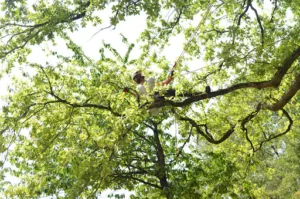 Arbres Et Jardins De Gâtine, Elagueur grimpeur à Azay-sur-Thouet