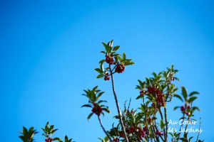 Au Cur des Jardins – Jardin Conseil à Villaines-la-Juhel