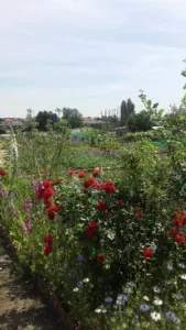 Les Jardins Florissants à Grasse