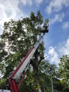 Guesneau elagage à Breuillet