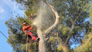 Tree services à Saint-Avertin