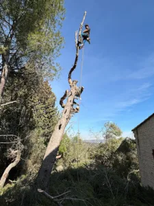 Élagage du Pays d’Aix – Élagage Débroussaillage Taille de Haies Aix en Provence marseille Elagueur Bouches du Rhône 13 à Aix-en-Provence