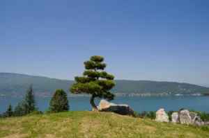 Art’borescence à Saint-Jorioz