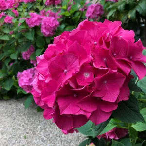 Rvs Jardins à Le Cannet