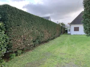 BM Paysagiste Taupier à Saint-Pair-sur-Mer