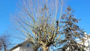 Entreprise d’élagage andre lagrene d’arbre Elagueur 76 Seine-Maritime à Sotteville-lès-Rouen