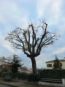 Rousseau Fils Paysagiste à Saint-Sulpice-de-Royan