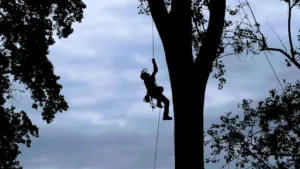 Climb tree 70 à Granges-la-Ville