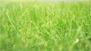 Ar Bradenn, aménagement et création de jardins sur-mesure et d’assainissement à Landivisiau