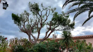 Delys elagage abattage d’arbres taille de haie à Les Pennes-Mirabeau