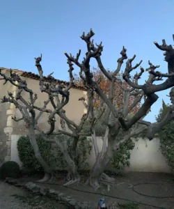 COUPAS JARDINS | Maussane à Maussane-les-Alpilles