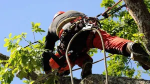 TRAVAUX PAYSAGERS à Fouesnant