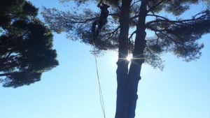 Jardinier paysagiste Senteurs Paysages Mandelieu à Mandelieu-La Napoule