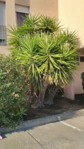 Azaé Ajaccio à Mezzavia